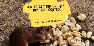 How To Get Rid Of Rats - DIY Pest Control