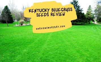 Kentucky Bluegrass Seeds Review