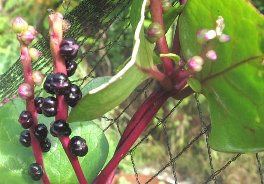 Malabar Spinach - Closeup of the ripe & unripe berries
