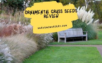 Ornamental Grass Seeds Review