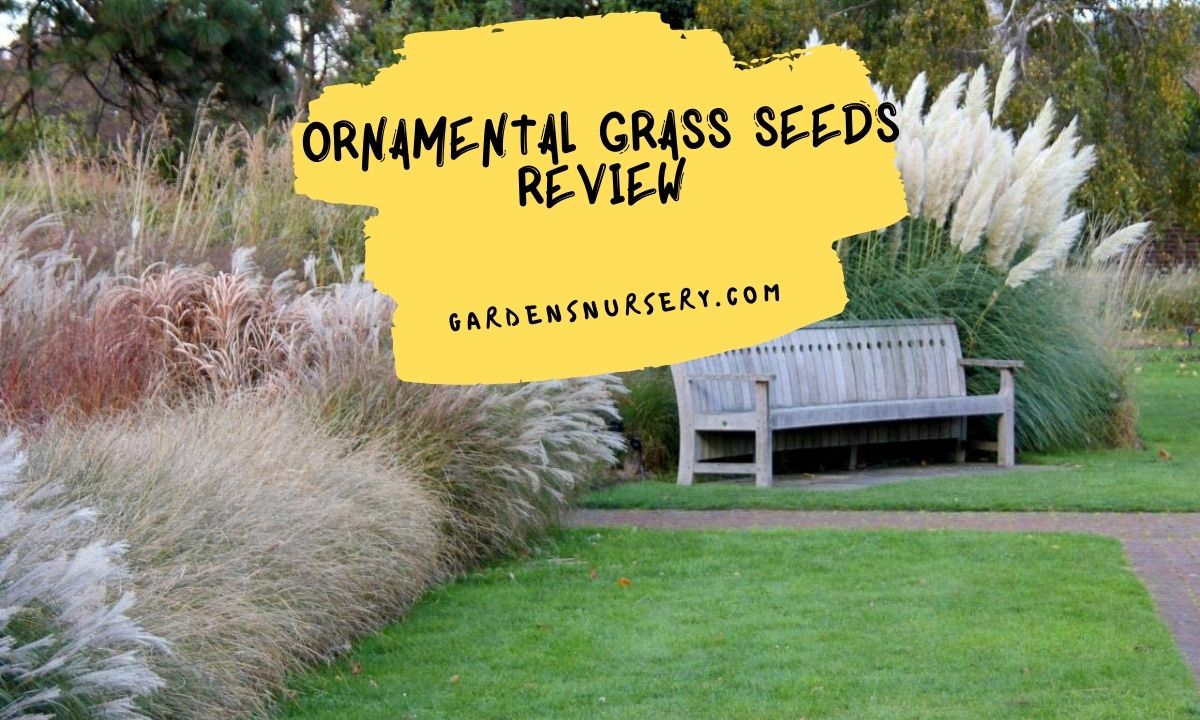 Ornamental Grass Seeds Review