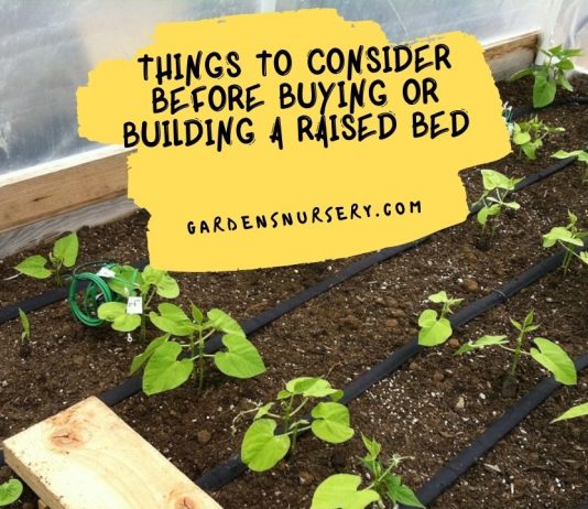 Things To Consider Before Buying Or Building A Raised Bed