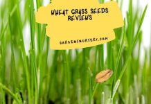 Wheat Grass Seeds Reviews