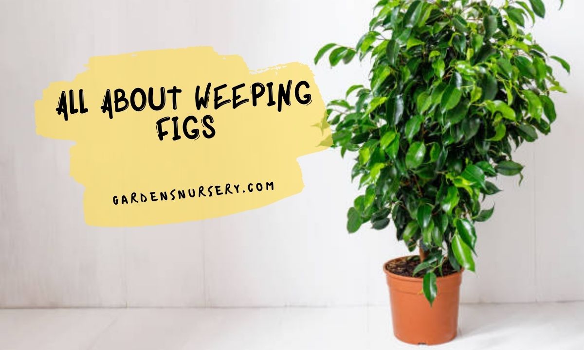 All About Weeping Figs