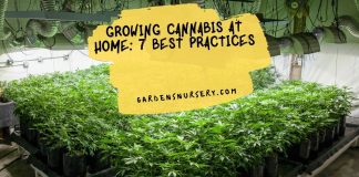 Growing Cannabis At Home 7 Best Practices
