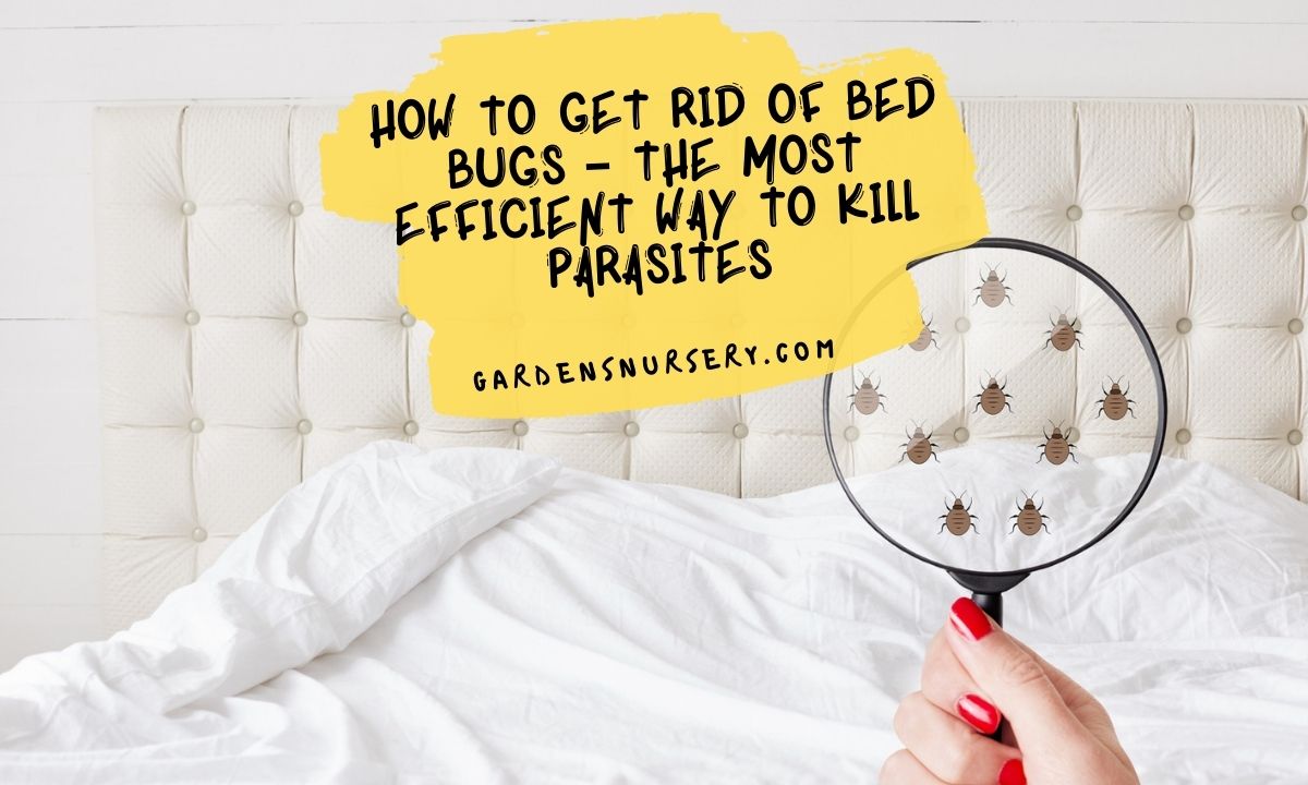 How To Get Rid Of Bed Bugs – The Most Efficient Way To Kill Parasites
