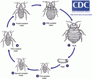 Life Cycle Of Bed Bugs