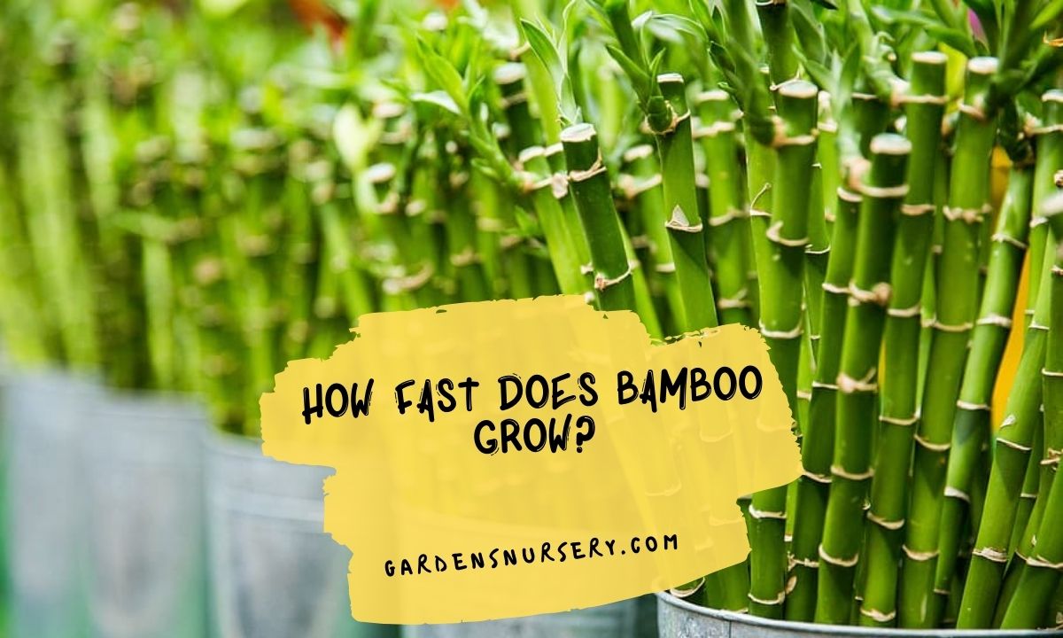 How Fast Does Bamboo Grow?