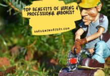 Top Benefits of Hiring a Professional Arborist