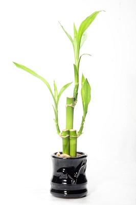 green bamboo plant