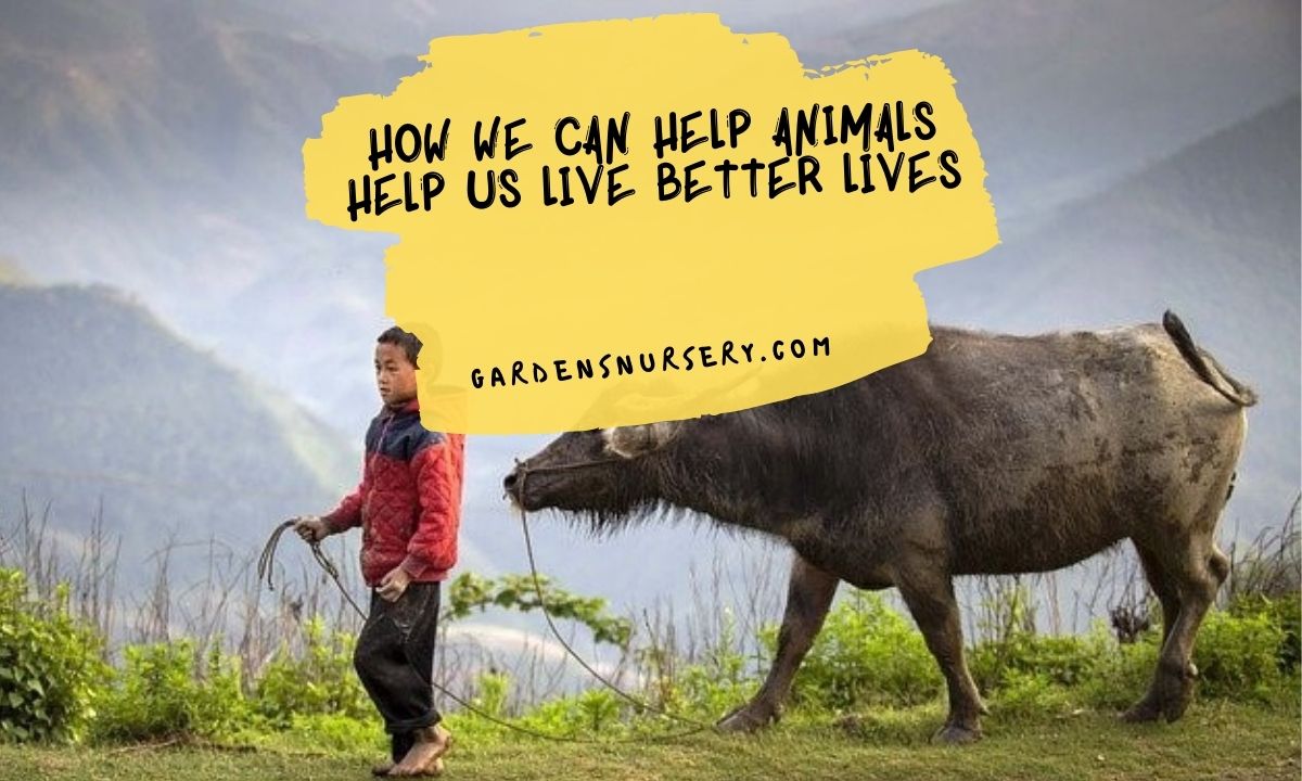 How We Can Help Animals Help Us Live Better Lives