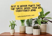 10 Indoor Plants That Can Thrive Inside Your Air Conditioned Home