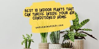 10 Indoor Plants That Can Thrive Inside Your Air Conditioned Home