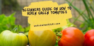 Beginners Guide on How to Ripen Green Tomatoes