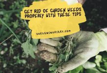 Get Rid of Garden Weeds Properly With These Tips