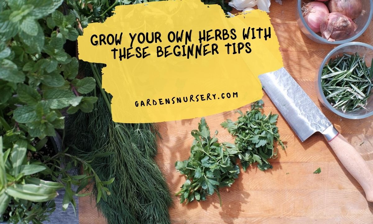 Grow your Own Herbs With These Beginner Tips