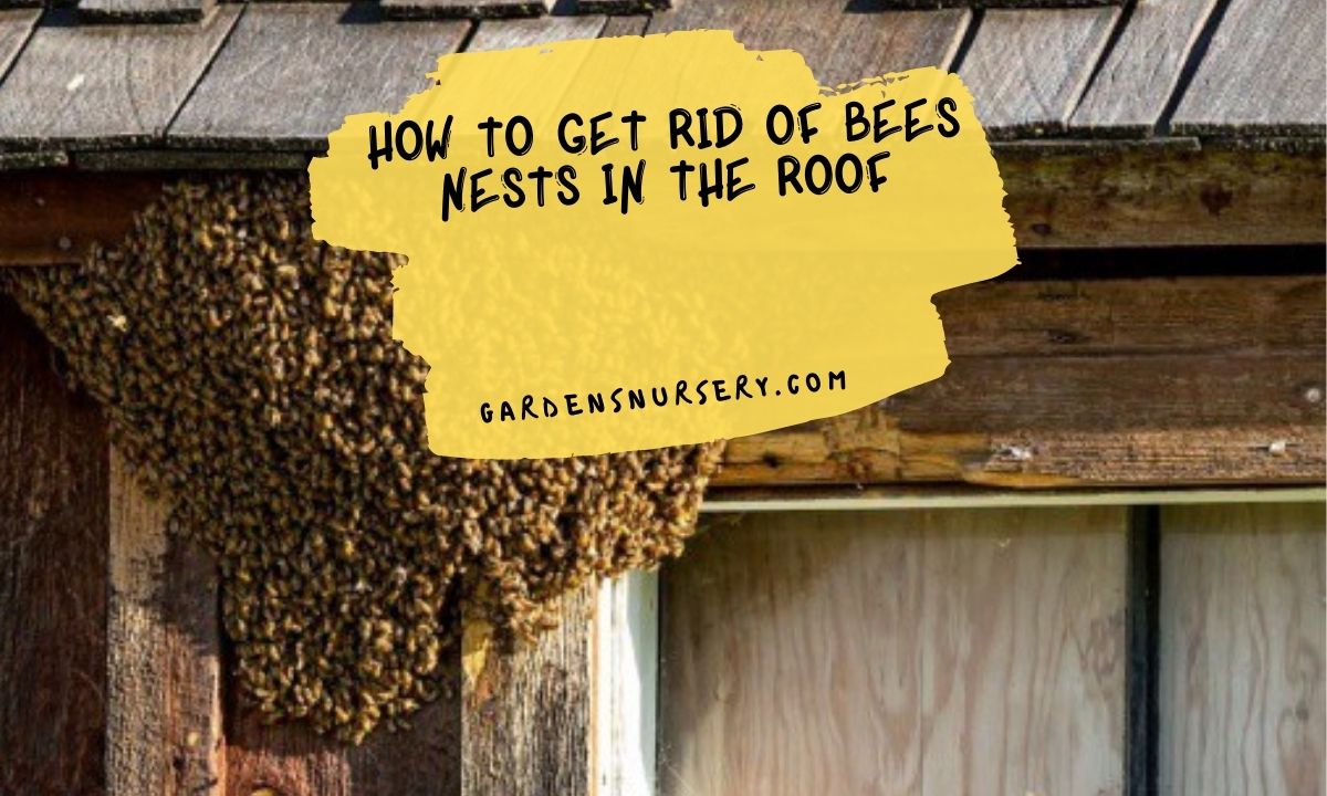 How to Get Rid of Bees Nests in the Roof