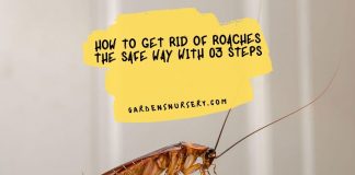 How to Get Rid of Roaches the Safe Way with 03 Steps