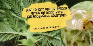 How to Get Rid of Spider Mites on Weed with Chemical-Free Solutions
