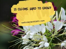 Is Cleome Hard to Grow
