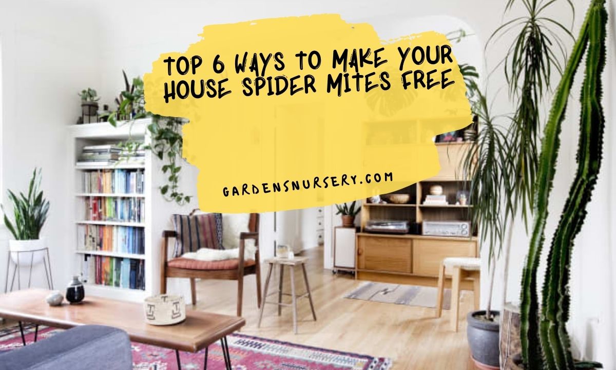 Top 6 Ways to Make Your House Spider Mites Free