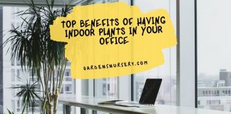 Top Benefits Of Having Indoor Plants In Your Office