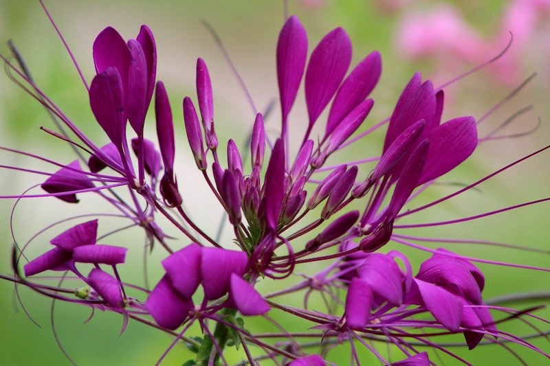 Where Does Cleome Come From
