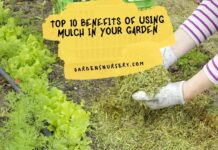 Top 10 Benefits Of Using Mulch In Your Garden