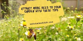 Attract More Bees to Your Garden With These Tips