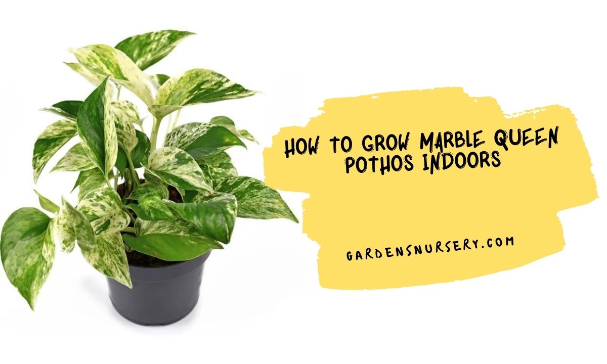 How to Grow Marble Queen Pothos Indoors