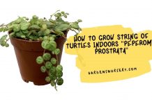 How to Grow String of Turtles Indoors Peperomia Prostrata