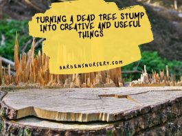 Turning A Dead Tree Stump Into Creative And Useful Things