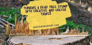 Turning A Dead Tree Stump Into Creative And Useful Things