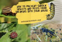 How-To-Prevent-Garden-Insects-And-Pests-From-Sneaking-Into-Your-House