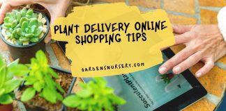 Plant Delivery Online Shopping Tips
