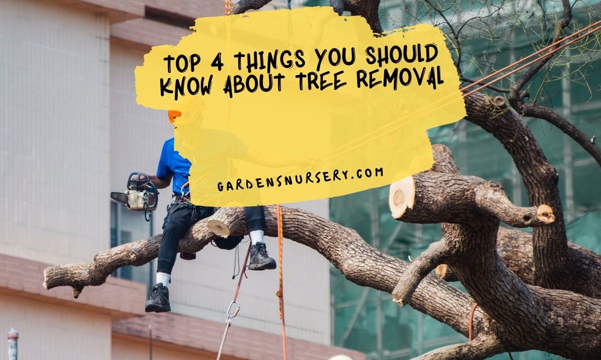 Top 4 Things You Should Know About Tree Removal