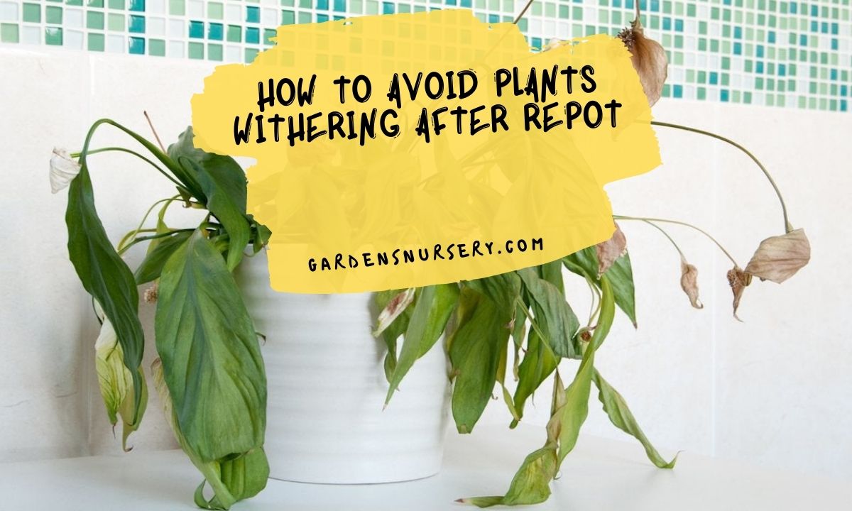 How-to-Avoid-Plants-Withering-After-Repot