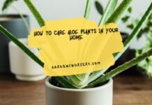 How to Care Aloe Plants In your Home