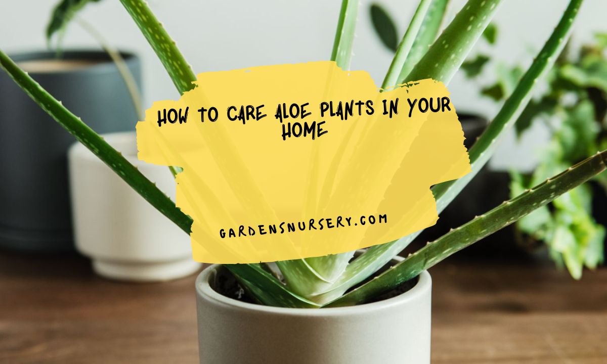 How To Care Aloe Plants In Your Home Gardens Nursery 1228