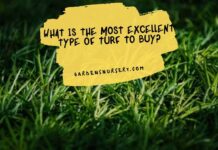 What is the Most Excellent Type of Turf to Buy