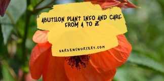 Abutilon Plant Info and Care from A to Z