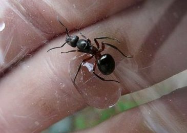 Home Remedies to Get Rid of Ants