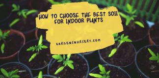 How to Choose the Best Soil for Indoor Plants