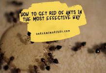 How to Get Rid of Ants in the Most Effective Way