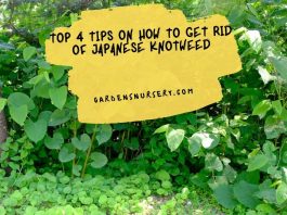 Top 4 Tips On How To Get Rid of Japanese Knotweed