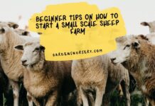 Beginner Tips On How To Start A Small Scale Sheep Farm