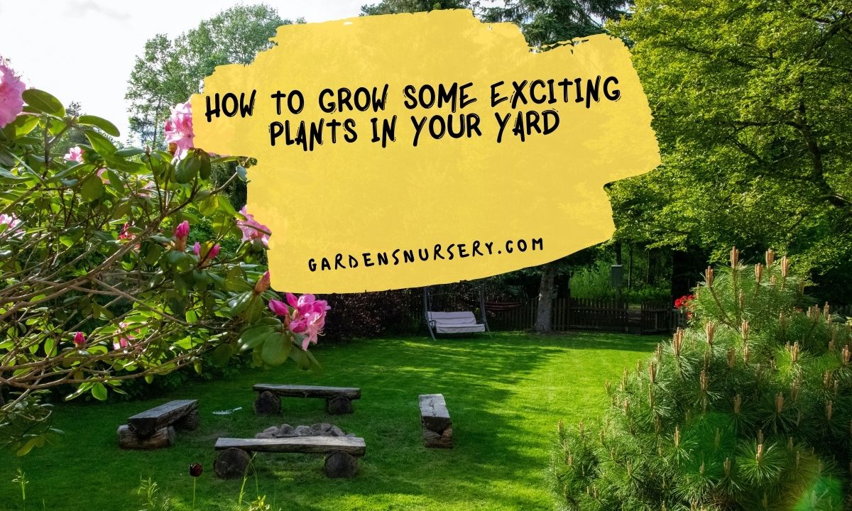How to Grow Some Exciting Plants In Your Yard