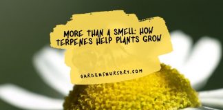 More Than a Smell How Terpenes Help Plants Grow