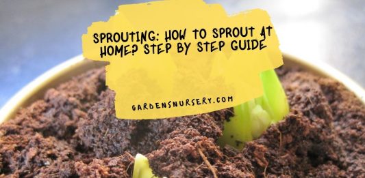 Sprouting How To Sprout At Home Step by Step Guide