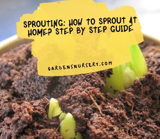 Sprouting How To Sprout At Home Step by Step Guide